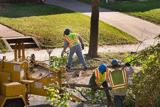 Professional Tree Care Services in North Salt Lake, UT